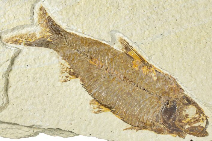 Detailed Fossil Fish (Knightia) - Wyoming #318594